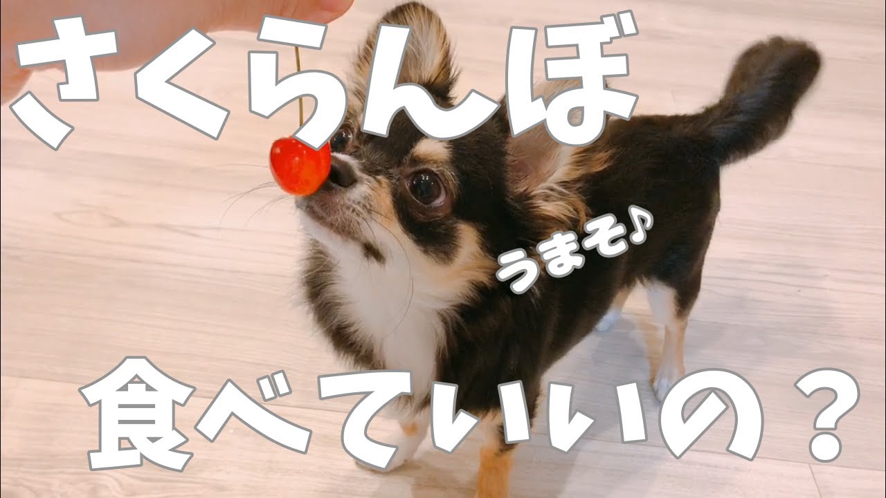 1755171832_maxresdefault-9259366-5398199-jpg